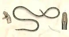 Description de l'image Calliophis gracilis Hardwicke.jpg.