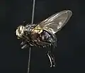 Calliphora livida