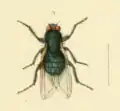 Calliphora quadrimaculata