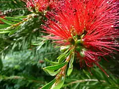 Description de l'image Callistemon-rigidus-02.JPG.