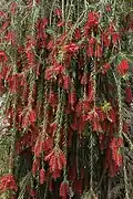 Inflorescences pendantes.