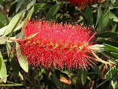 Rince bouteille (Callistemon citrinus)