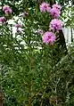 Callistemon sieberi en fleur