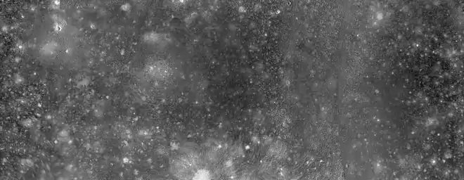 Image en noir et blanc rectangulaire. On observe les nombreux cratères de Callisto, mis en valeurs par différentes luminosités. Certaines parties sont plus floues que d'autres.