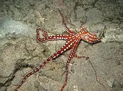 Callistoctopus macropus.