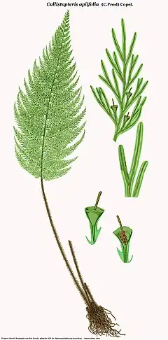 Callistopteris apiifolia