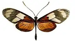 Callithomia lenea