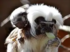 Tamarin Pinchée