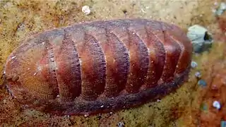 Callochiton dentatus (Callochitonidae)