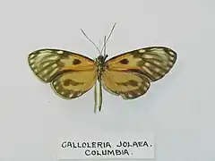 Description de l'image Calloleriajolaea.jpg.