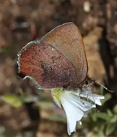 Description de l'image Callophrys augustinus 2.jpg.