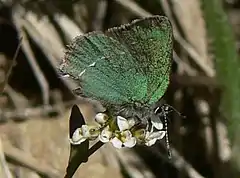 Description de l'image Callophrys sheridanii 15737 (cropped).JPG.