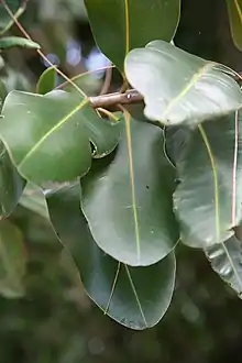 Callophyllum inophyllum ou tamanu utilisé en Polynésie française