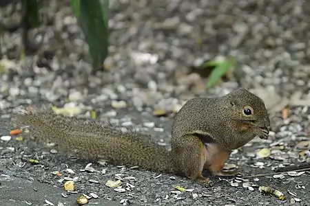 Écureuil à trois couleurs (Callosciurus notatus)