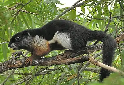Écureuil à trois couleurs (C. prevostii)