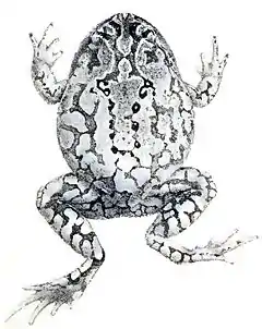 Description de l'image Calluella brooksii (Boulenger 1904).jpg.