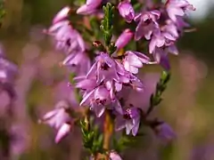 Callune, Fausse bruyère