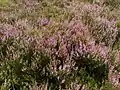 La bruyère type Calluna vulgaris envahit les sous-sol de l'étage montagnard à Bruyères.