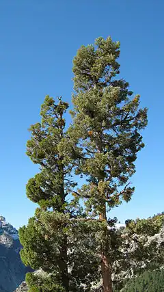 Description de l'image Calocedrus decurrens Yosemite.jpg.