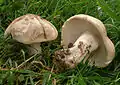 Le genre Calocybe : Calocybe gambosa