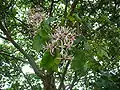 Arbre en fleurs, Jardin botanique national de Kirstenbosch, Le Cap, Afrique du Sud