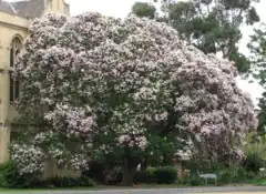 Calodendrum capense, plante-hôte