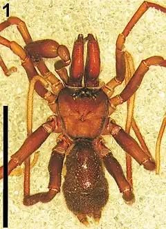 Description de l'image Calommata megae - Calommata species (cropped).jpg.