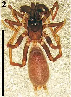 Description de l'image Calommata meridionalis - Calommata species (cropped).jpg.