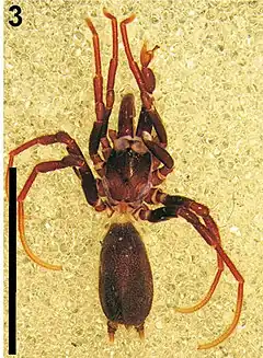 Description de l'image Calommata namibica - Calommata species (cropped).jpg.