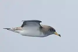 Puffin cendré