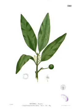 Description de l'image Calophyllum soulattri Blanco2.241.png.