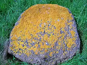 lichen (Caloplaca marina) lithophite