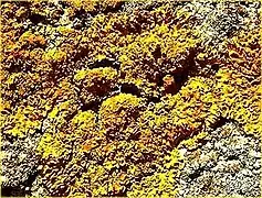 Xanthoria elegans.