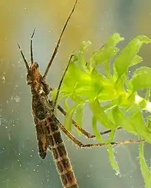 larve Calopteryx