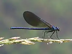 Calopteryx xanthostoma.