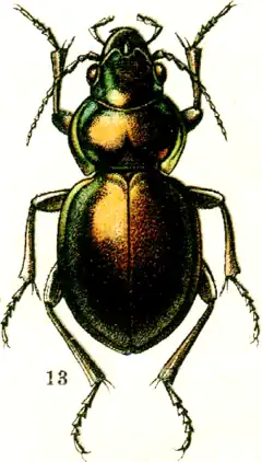 Calosoma elegans.