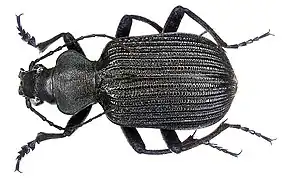 Calosoma planicolle.