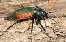 Calosoma sycophanta.