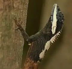 Description de l'image Calotes ceylonensis at Kandalama.jpg.