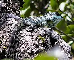 Description de l'image Calotes liocephalus, an endemic lizard to Sri Lanka.jpg.