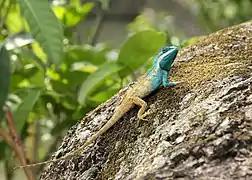 Calotes mystaceus