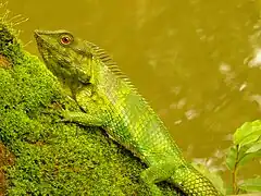 Description de l'image Calotes nemoricola (Pookode Lake, Wayanad, India).jpg.