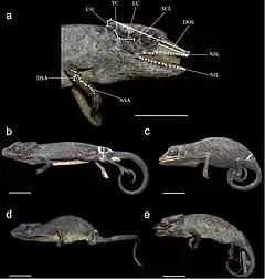 Description de l'image Calumma vatosoa (10.3897-zse.92.6464) Figure 1.jpg.