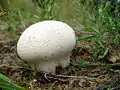 Calvatia utriformis