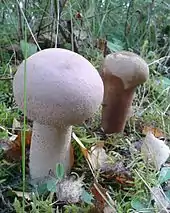 Deux champignons blancs en forme de massue