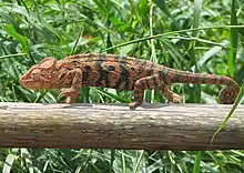 Furcifer oustaleti.