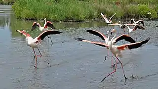 Un envol de flamants roses dans le parc ornithologique de Pont-de-Gau.