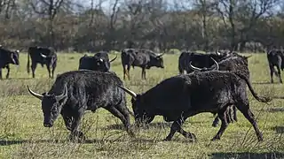 Manade de taureaux de Camargue à Saint-Gilles-du-Gard.