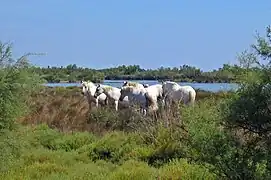 Chevaux Camarguais.