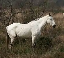 Camargue, très populaire culturellement.